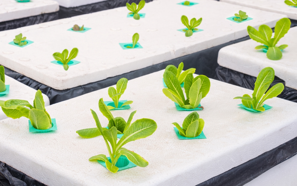 ปลูกผักสลัดในกล่องโฟมแบบไฮโดรโปนิกส์