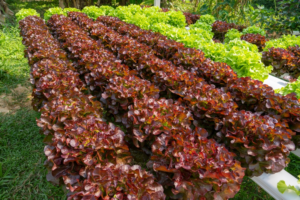 เรดโอ๊ค (Red Oak Lettuce) ผักสลัดที่น่าปลูกในบ้านหรือคอนโด