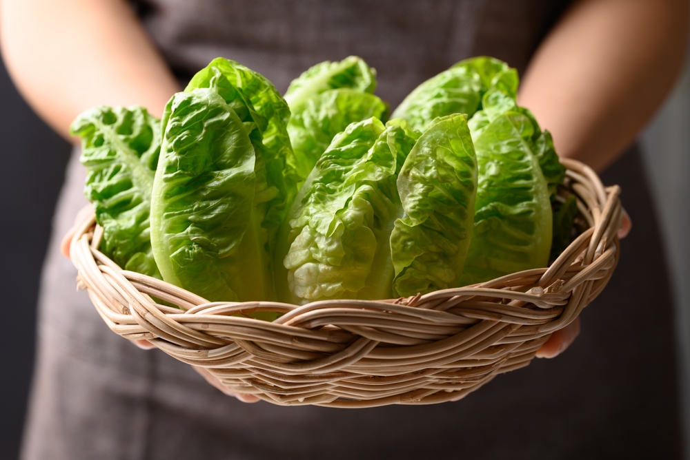 ผักคอส กรีนคอส หรือ ผักกาดโรเมน (Cos Lettuce or Romaine Lettuce) ผักสลัดที่น่าปลูกในบ้านหรือคอนโด