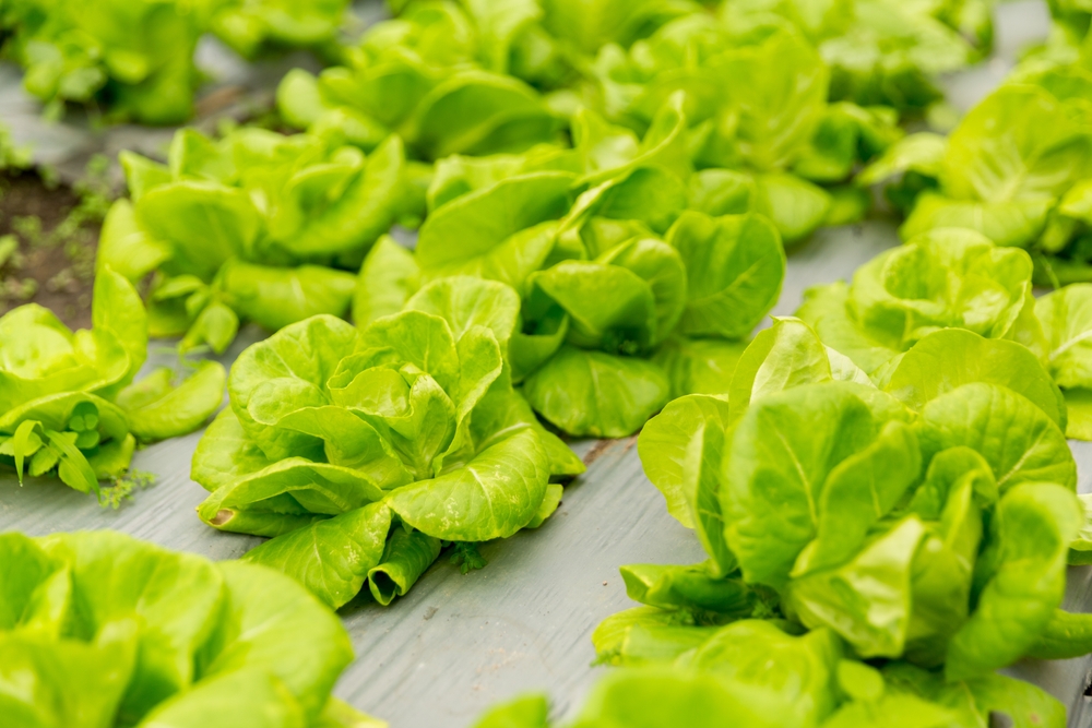 ผักกาดหอมคริปส์เฮด หรือ ผักกาดแก้ว (Iceberg or Crisphead Lettuce) ผักสลัดที่น่าปลูกในบ้านหรือคอนโด