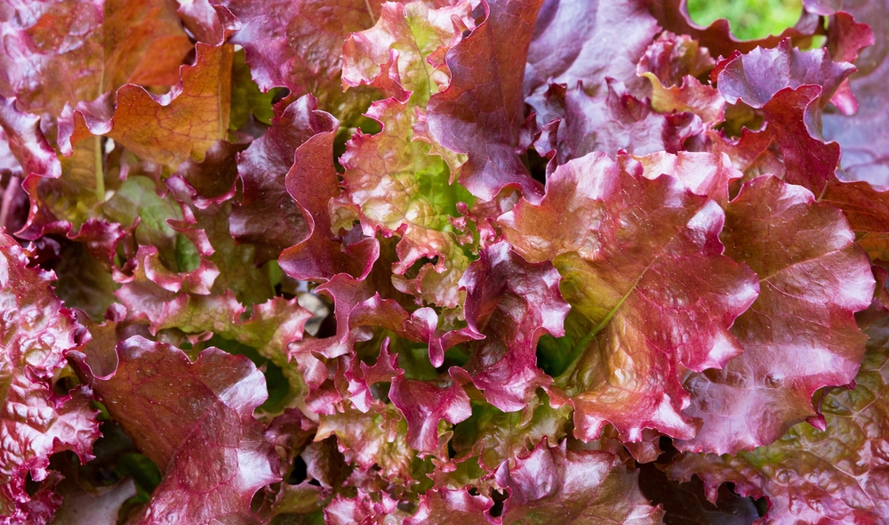 เรดโครอล หรือ ผักกาดหอมแดง (Red Coral Lettuce) ผักสลัดที่น่าปลูกในบ้านหรือคอนโด
