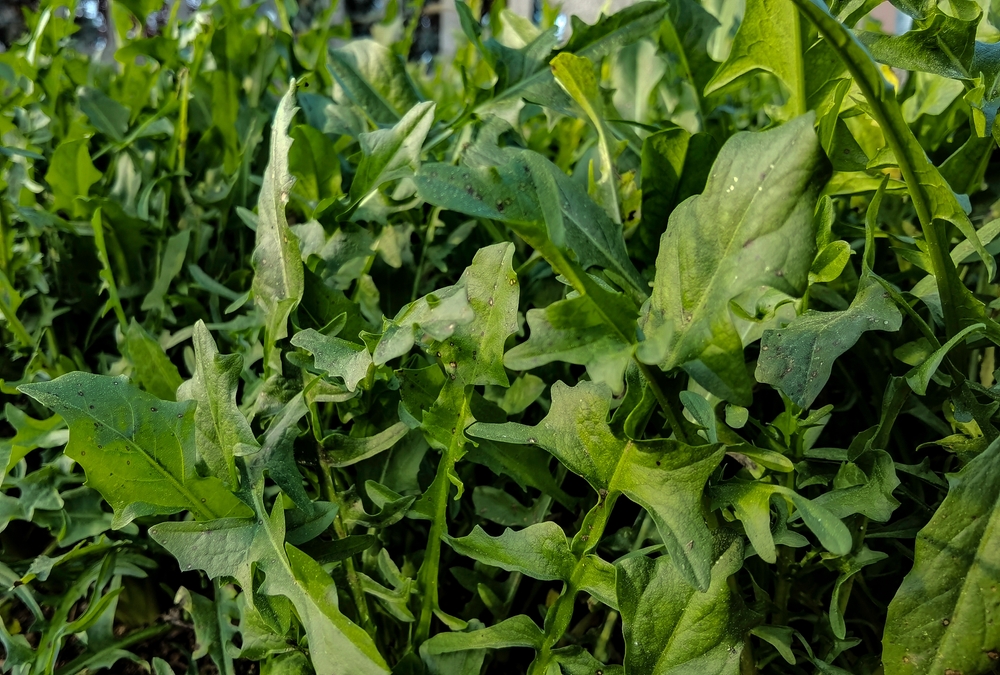 ผักร็อคเก็ต หรือผักอลูกูล่า (Rocket Arugula Lettuce) ผักสลัดที่น่าปลูกในบ้านหรือคอนโด