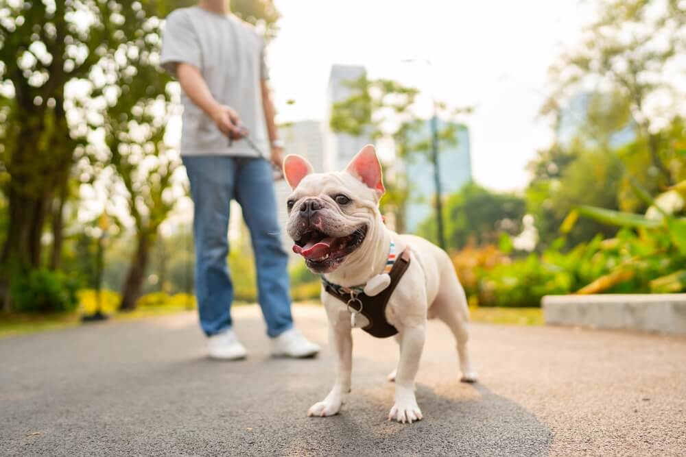  ผู้ชายกำลังจูงน้องหมาภายในคอนโด Pet Friendly ที่มาพร้อมข้อดีมากมาย