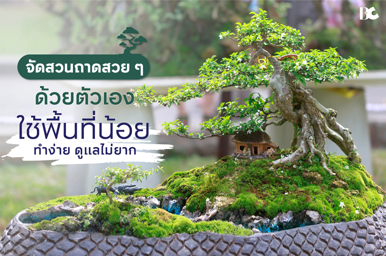 จัดสวนถาดสวย ๆ ด้วยตัวเอง ใช้พื้นที่น้อย ทำง่าย ดูแลไม่ยาก