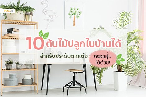 10 ต้นไม้สำหรับปลูกในบ้าน ตกแต่งบ้าน และกรองฝุ่น