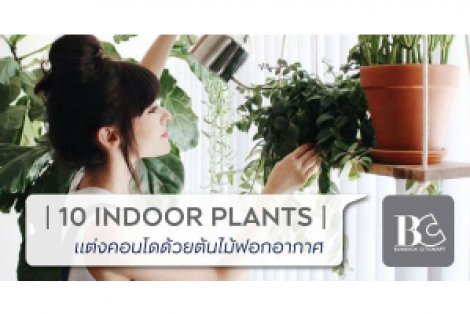 10 ต้นไม้ฟอกอากาศสำหรับตกแต่งคอนโด ดูแลง่าย