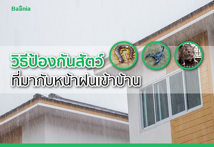 ตะขาบกลัวอะไร-วิธีป้องกันสัตว์ร้ายที่มากับหน้าฝน.jpg