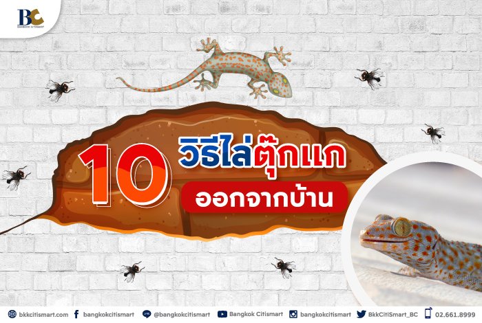 10 วิธีไล่ตุ๊กแกออกจากบ้าน.jpg
