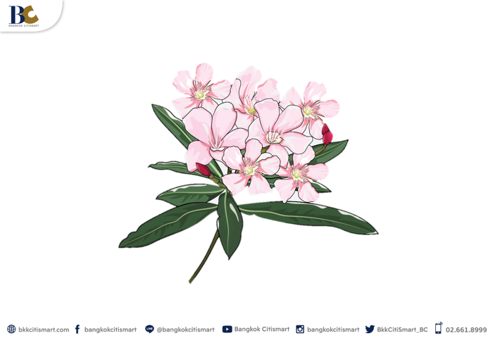 วิธีไล่ตุ๊กแกออกจากบ้าน ด้วยใบยี่โถ.PNG