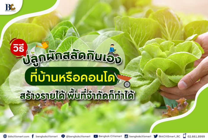 วิธีปลูกผักสลัดกินเองที่บ้านหรือคอนโด.jpg