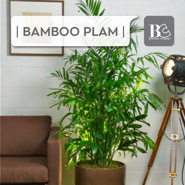 Bamboo Palm ต้นปาล์มไผ่-ต้นไม้ฟอกอากาศตกแต่งคอนโด