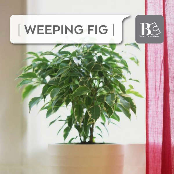 Weeping Fig ต้นไทรน้อย-ต้นไม้ฟอกกาศในคอนโด