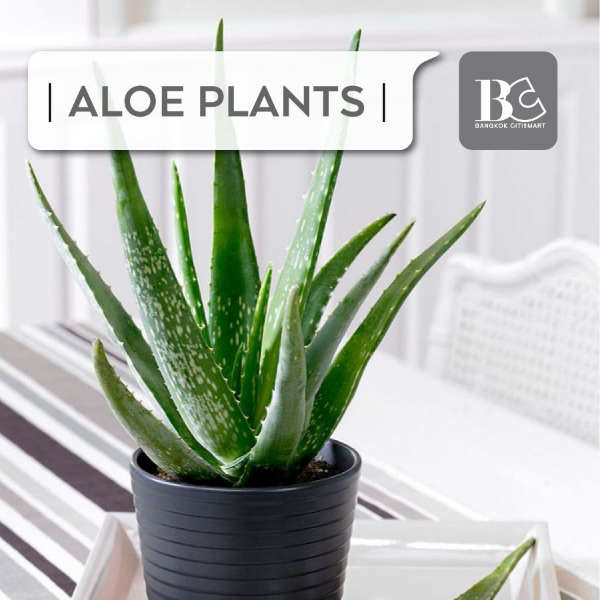 Aloe plants ต้นว่านห่างจระเข้-ต้นไม้ฟอกกาศ