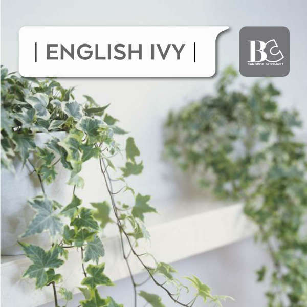 English ivy ตีนตุ๊กแกฝรั่ง-ต้นไม้ตกแต่งคอนโด