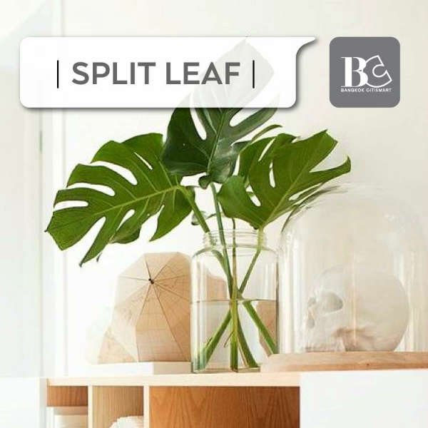 Split Leaf Philodendron ใบฟิโลเซลลอม-ต้นไม้ตกแต่งคอนโด