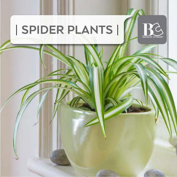 Spider Plants เศรษฐีเรือนใน-ต้นไม้สำหรับตกแต่งคอนโด