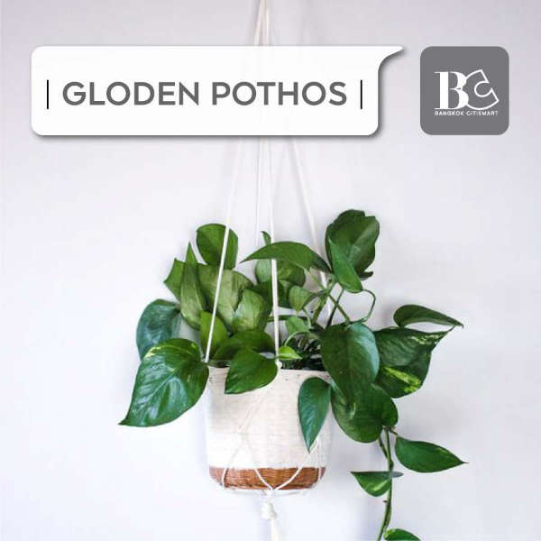 Golden Pothos ต้นพลูด่าง-ต้นไม้ฟอกอากาศในห้อง