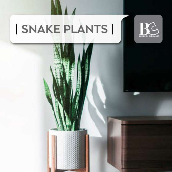 Snake Plants ต้นลิ้นมังกร-ต้นไม้ฟอกอากาศสำหรับตกแต่งคอนโด