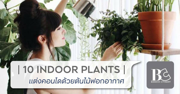 10-indoor-plants-ต้นไม้ฟอกอากาศสำหรับแต่งคอนโด